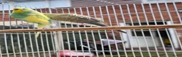 Budgerigars birds for sale: Beautiful budgies for sale  - Advert 5