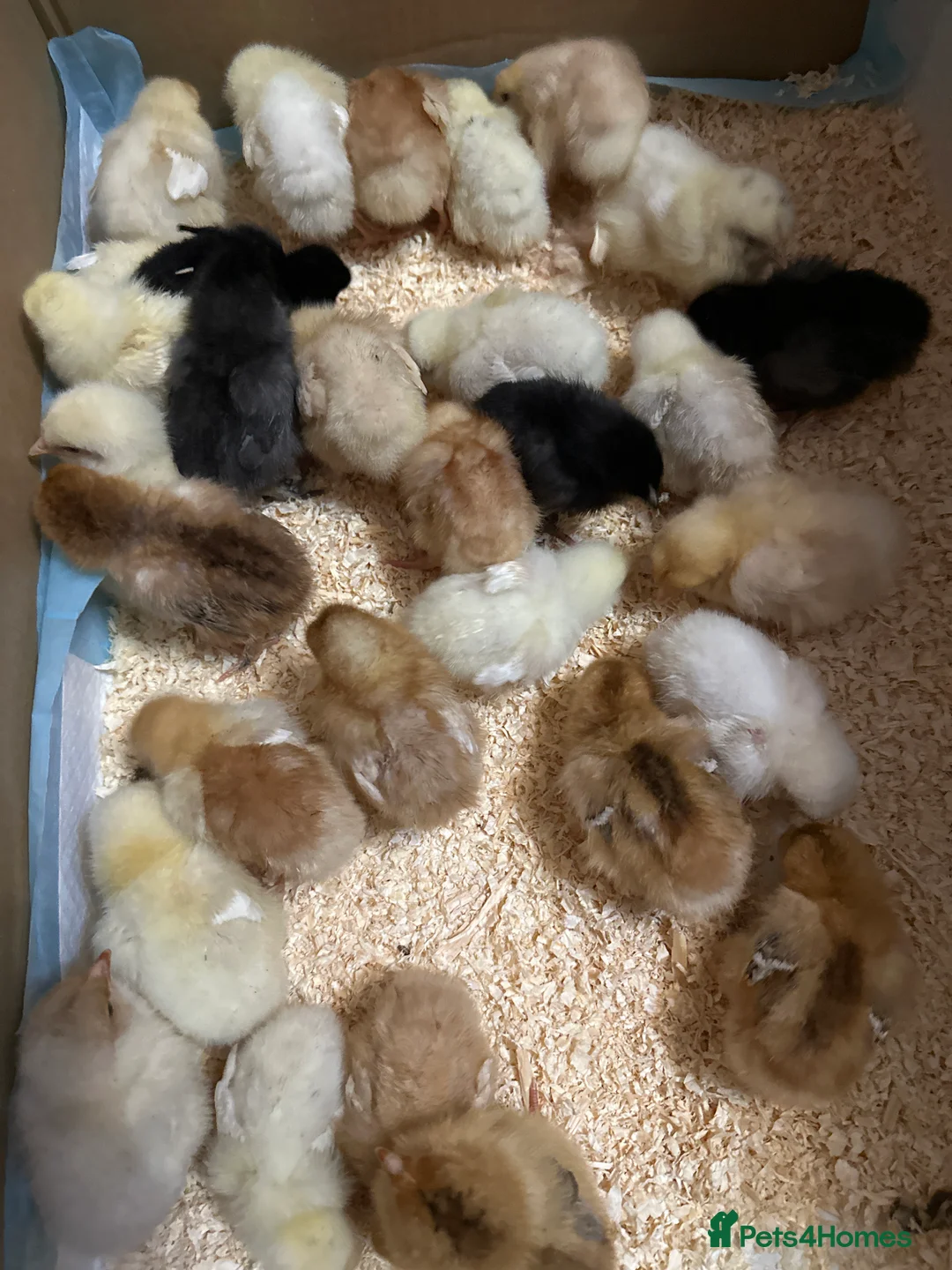 Chickens poultry for sale: Chicken chicks in Dewsbury - Advert 1