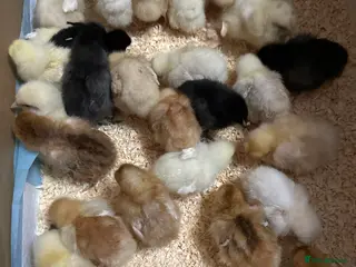 Chickens poultry Chicken chicks in Dewsbury - Advert 3