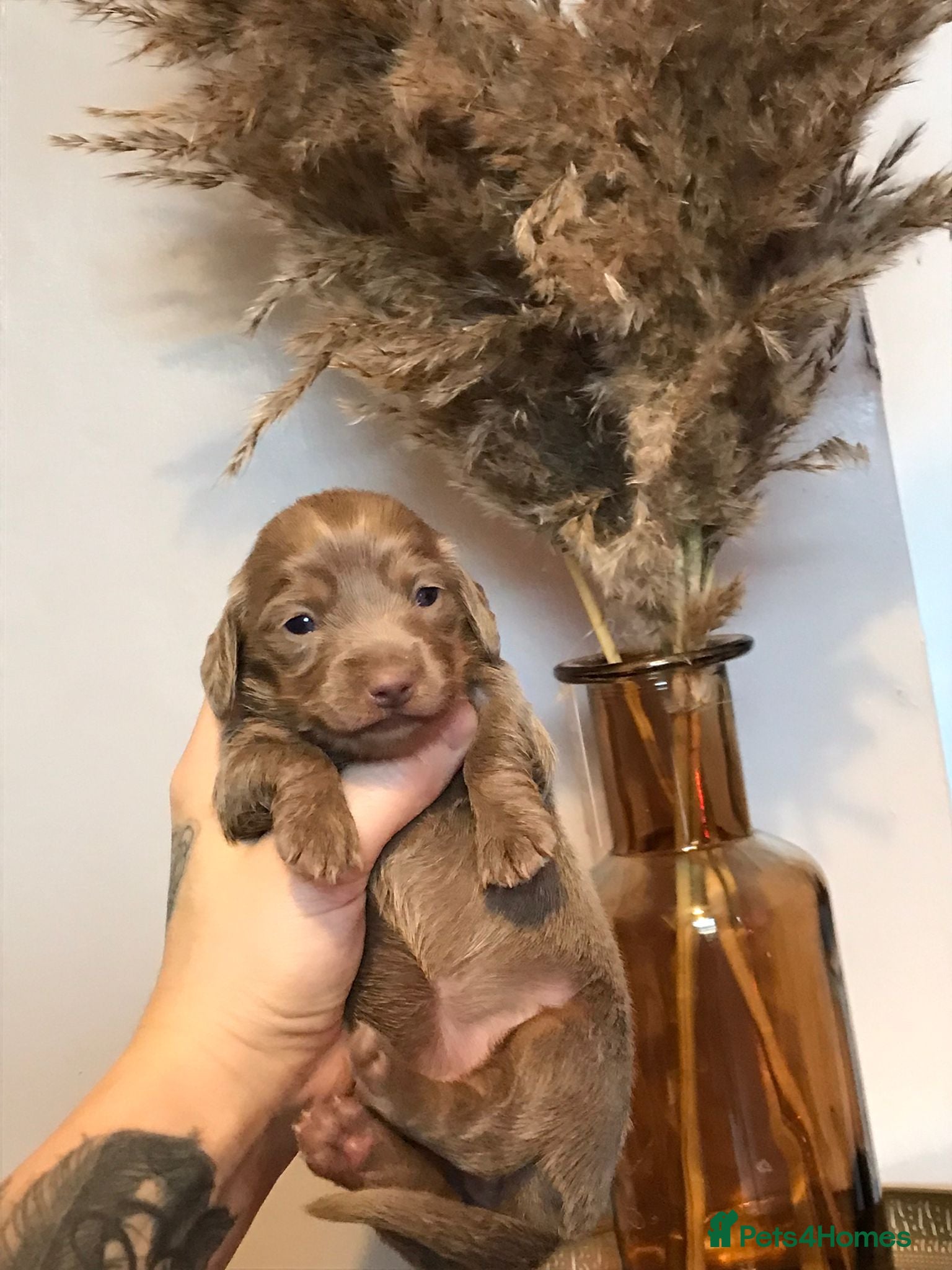 Miniature Dachshund dogs Three miniature long haired dachshunds  - Advert 1