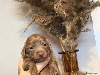 Miniature Dachshund dogs Three miniature long haired dachshunds - Advert 1