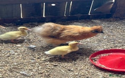 Ducks poultry for sale: 3 week old ducklings Muscovy cross off of heat  - Image 4