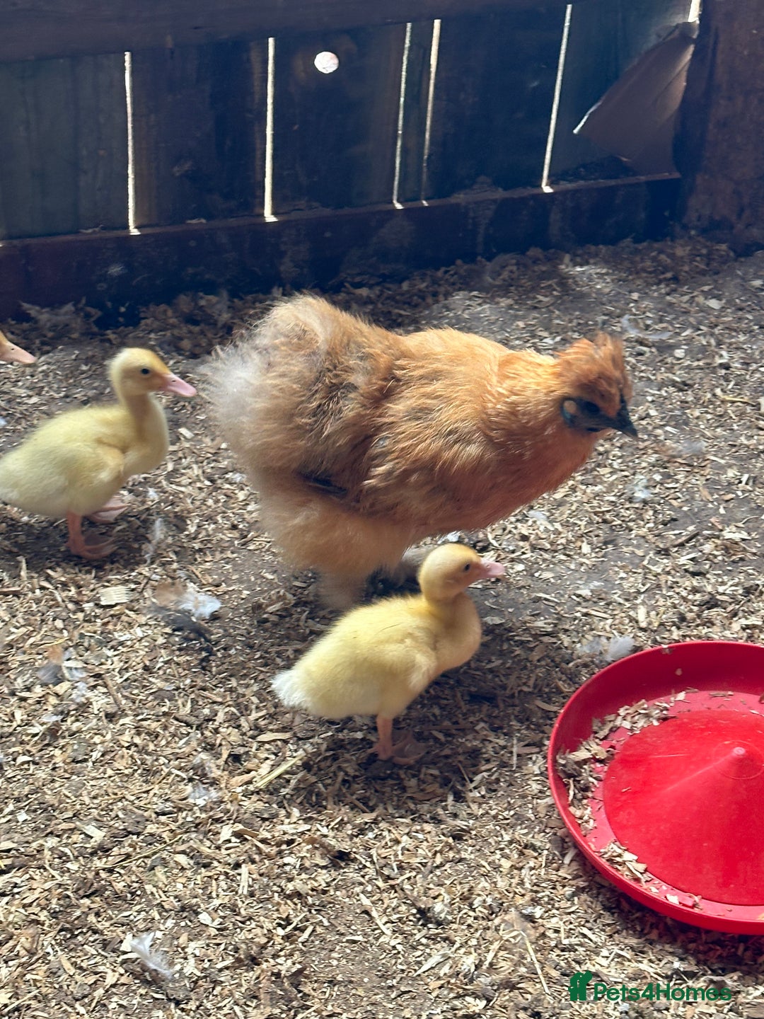 Ducks poultry for sale: 3 week old ducklings Muscovy cross off of heat  - Image 4