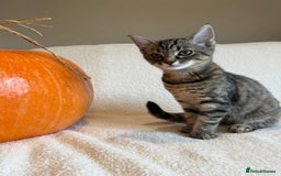 Mixed Breed cats for sale: Siberian x British Shorthair Kittens 💞 - Image 31