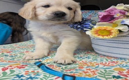 Golden Retriever dogs for sale:  KC Registered Golden Retriever Puppies.  - Image 12