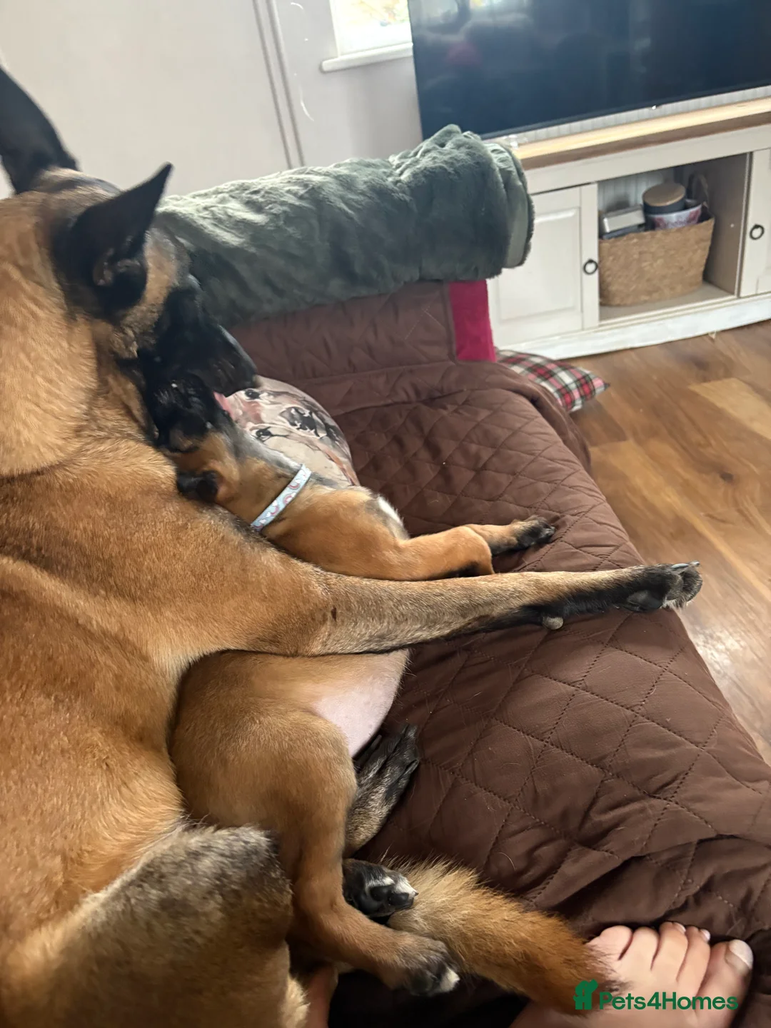 Belgian Shepherd Dog dogs for sale: Belgian Malinois Puppies - Advert 3