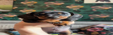 Miniature Dachshund Puppy 1