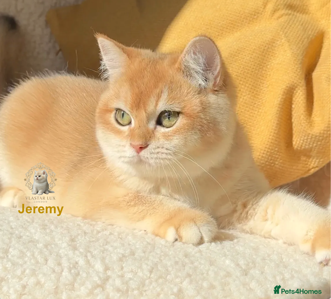 British Shorthair cats for sale: Vlastar Lux Jeremy - BSH black golden chinchilla - Advert 2