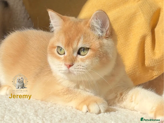 British Shorthair cats Vlastar Lux Jeremy - BSH black golden chinchilla - Advert 4