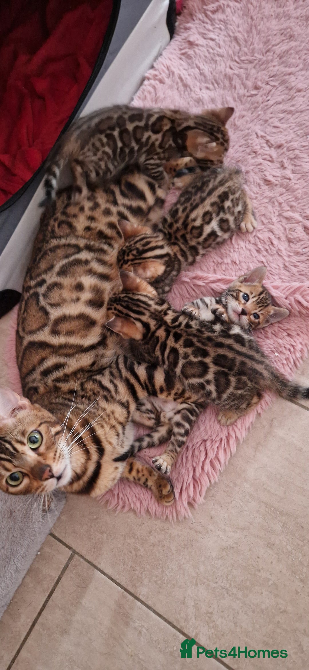Bengal cats for sale: Amazing Bengal kittens 🥰 last boy left ❤️ in Corby - Image 16