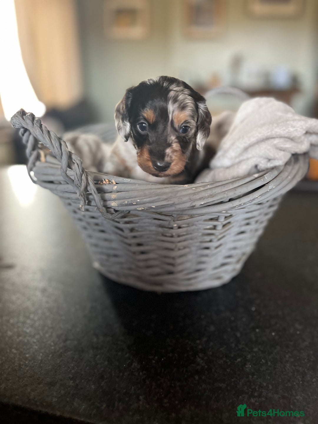 Miniature Dachshund dogs for sale: Beautiful miniature dachshund puppies for sale.  - Image 8
