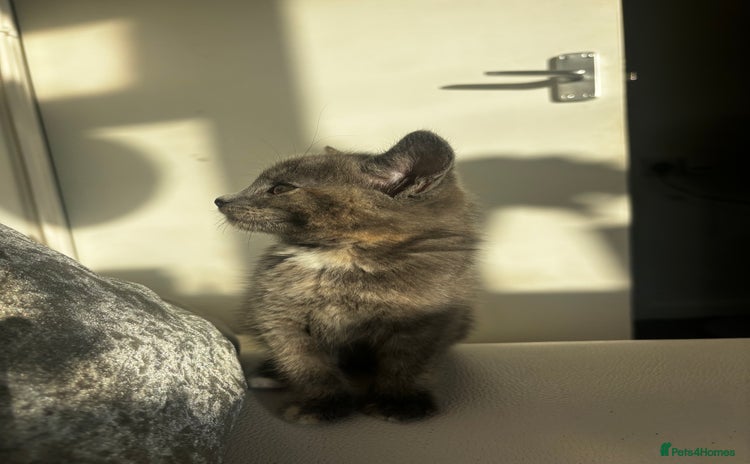 Norwegian Forest Cat cats - Advert 1