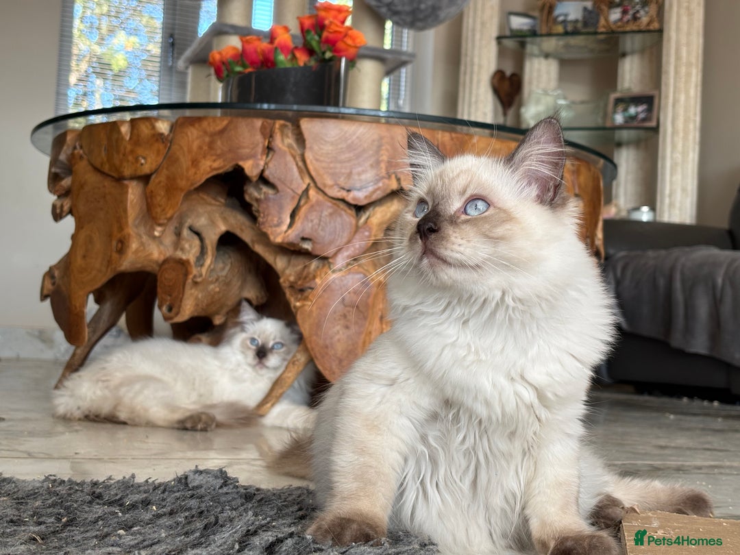 Ragdoll cats for sale: TICA, DNA tested, 5 gen pedigree  - Image 36