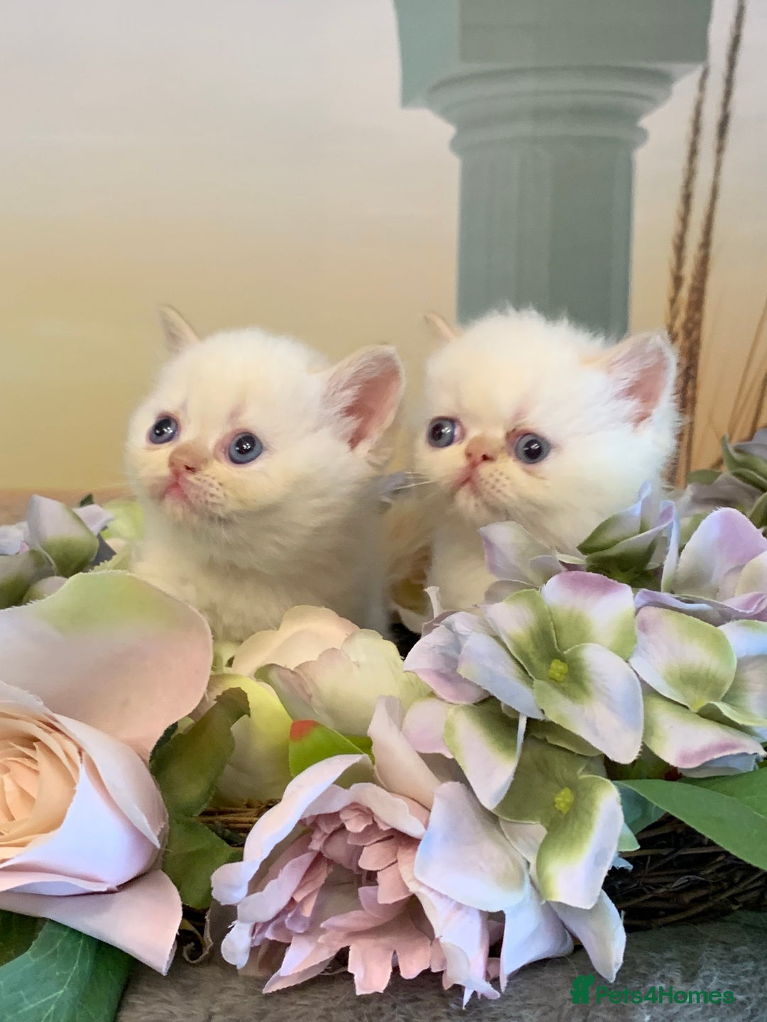 Persian cats for sale: Exotic persians  - Image 4