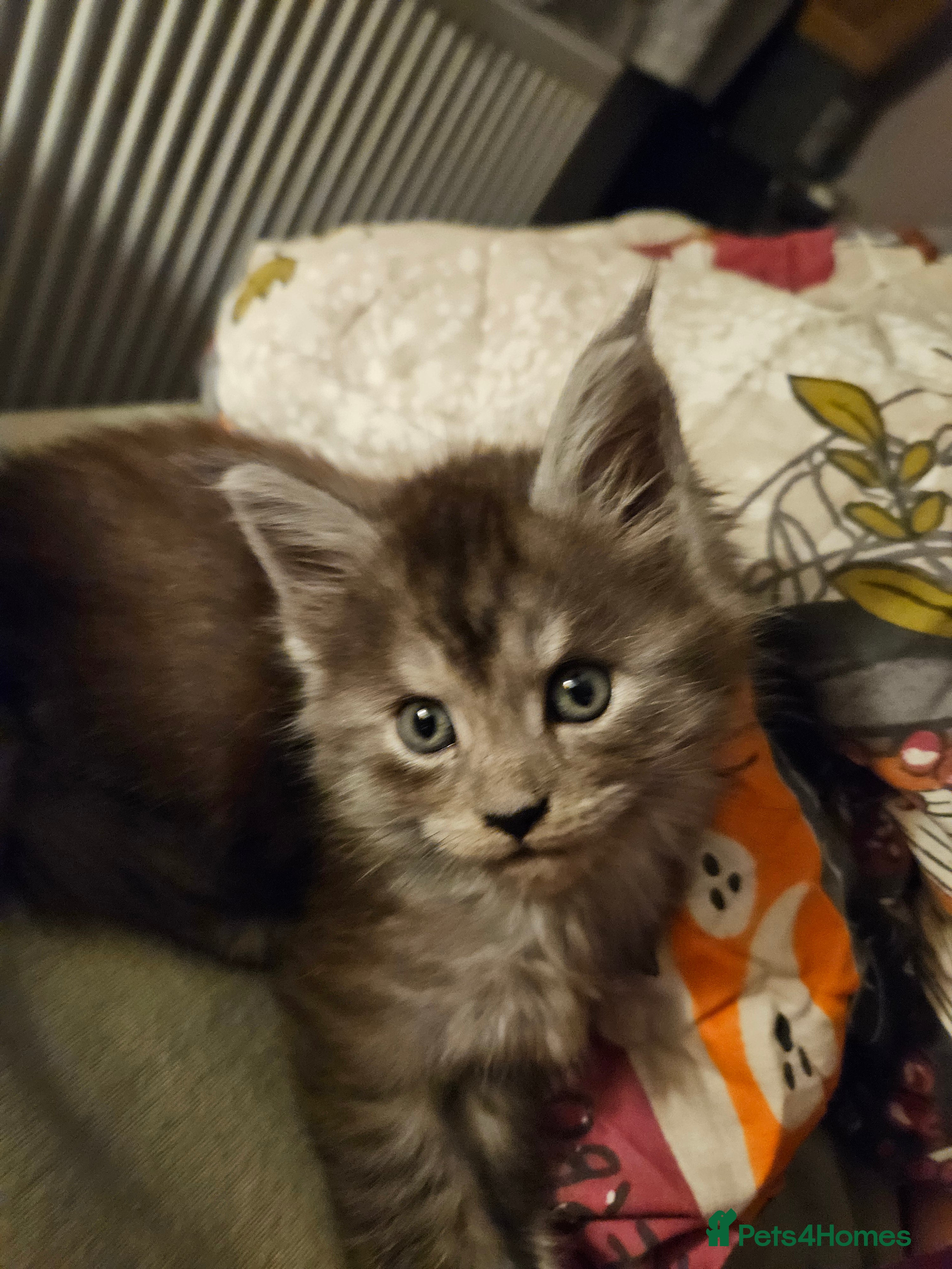 Maine Coon cats GCCF registered Blue  Maine coon litter  - Advert 4