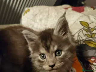 Maine Coon cats GCCF registered Blue Maine coon litter - Advert 4