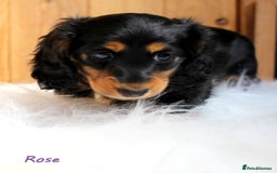 Miniature Dachshund dogs for sale: KC Health tested Licensed breeder 12 years exp - Image 7