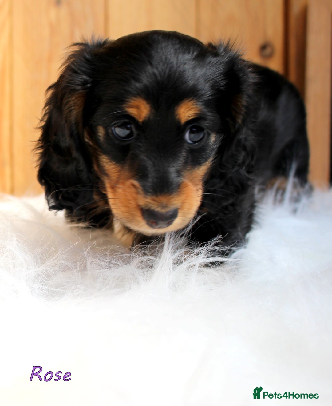 Miniature Dachshund dogs for sale: KC Health tested Licensed breeder 12 years exp - Image 7