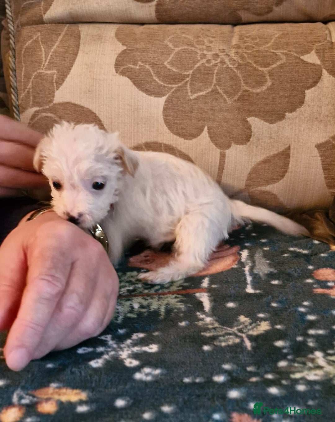 Mixed Breed dogs for sale: Cavajack Puppies  - Advert 4