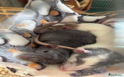 Rat rodents for sale: 3 female rats for rehoming - Image 7