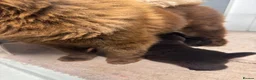 Chow Chow dogs for sale: Beautiful female chow chow's - Advert 2