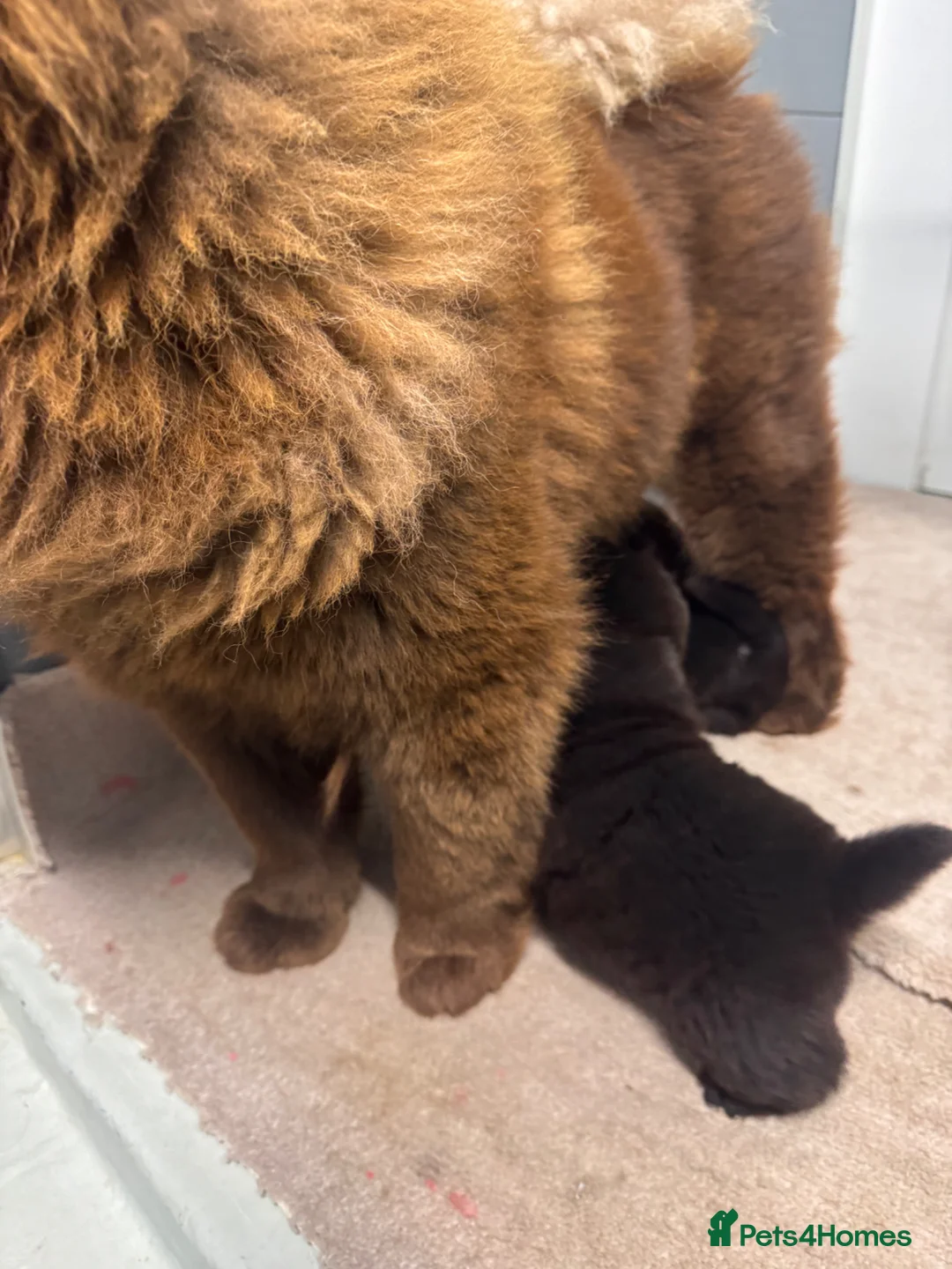 Chow Chow dogs for sale: Beautiful female chow chow's - Advert 2