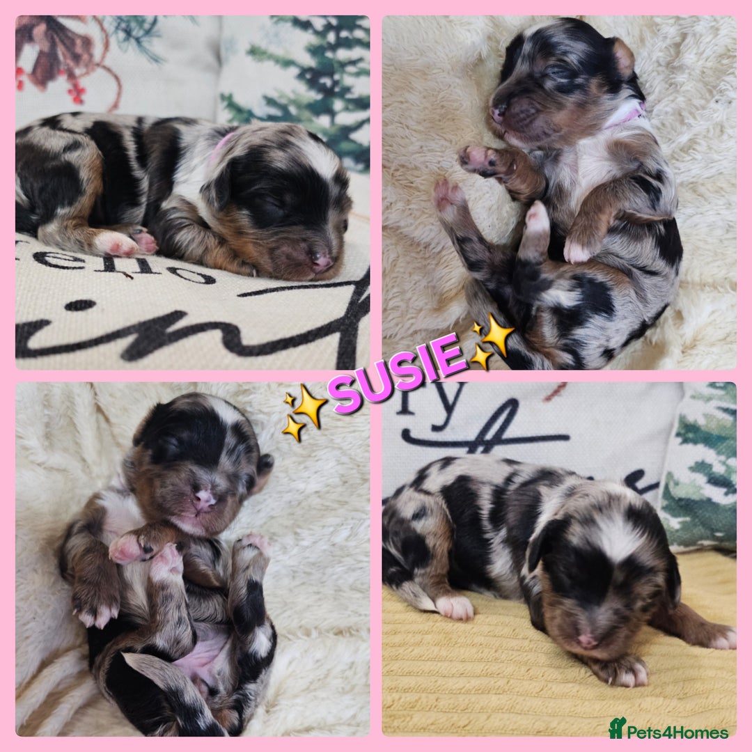 Cavapoo dogs for sale: STUNNING FULLY HEALTH TESTED F1B CAVAPOO  - Advert 32