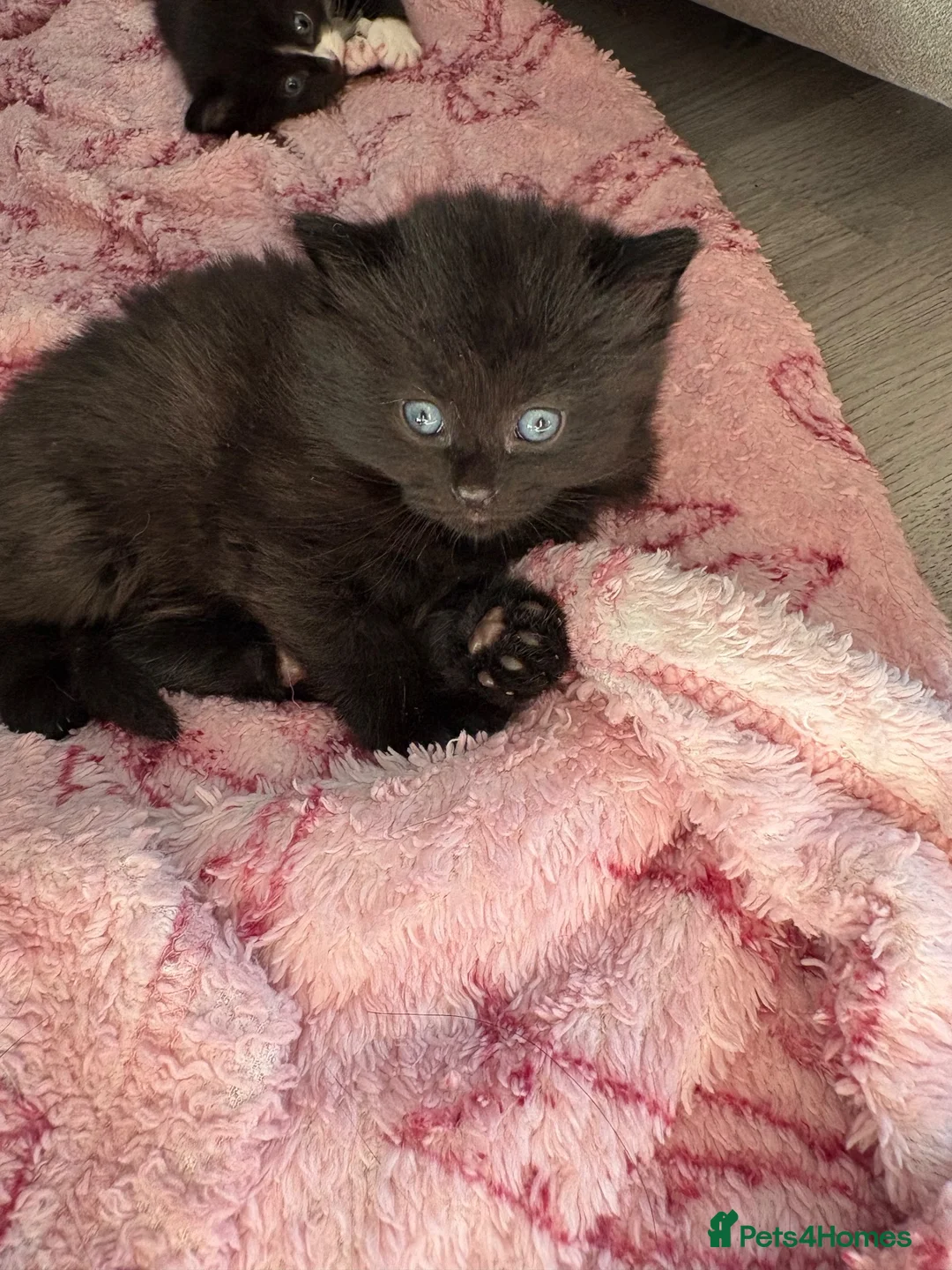 Mixed Breed cats for sale: Fluffy kittens - Advert 20