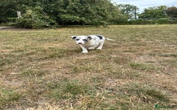 Border Collie dogs for sale: Kennel Club Border Collie Puppies For Sale - Image 1