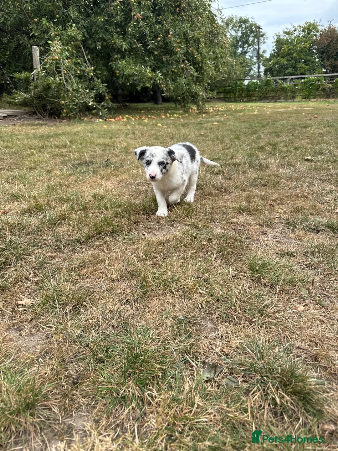 Border Collie dogs for sale: Kennel Club Border Collie Puppies For Sale - Image 1