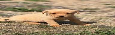 Labrador Retriever 5