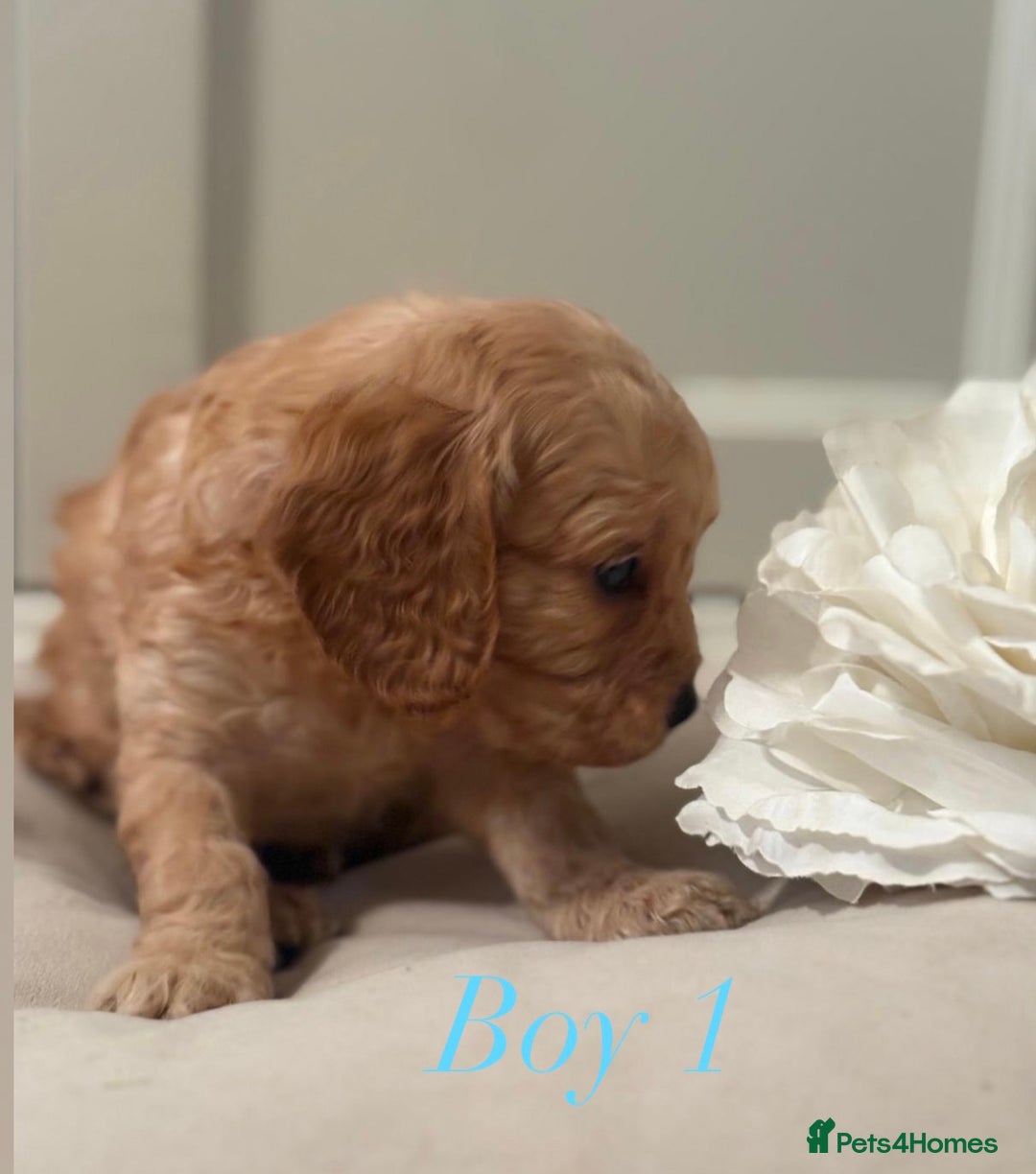 Cavapoo dogs for sale: 8 F1 dna health tested Cavapoos  - Image 11