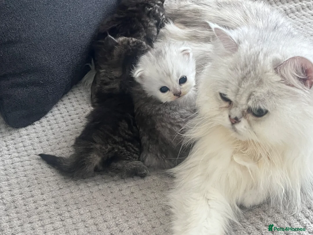 Persian cats for sale: Beautiful Purebred Persian Kittens for Sale - Advert 21