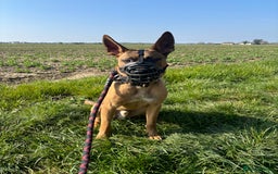 Mixed Breed dogs for sale: Belgium Malinios *DOG HANDLER ONLY* - Image 10