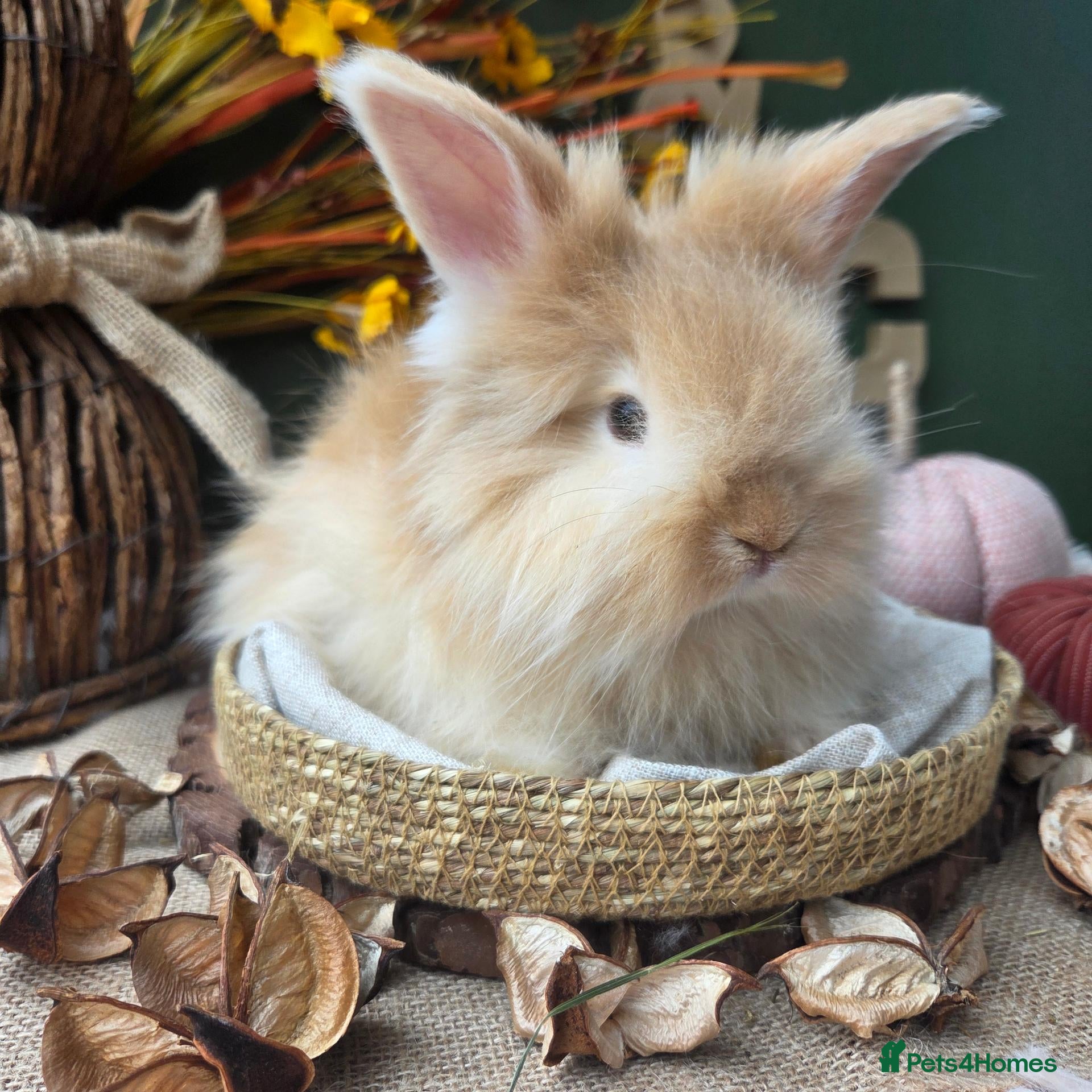 Angora rabbits English Angora Babies - Advert 12