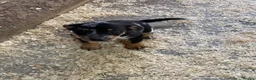 Mixed Breed dogs for sale: Kelpie X pups - Advert 5