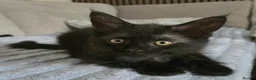 Maine Coon cats for sale: 3 Maine Coon kittens. - Advert 6
