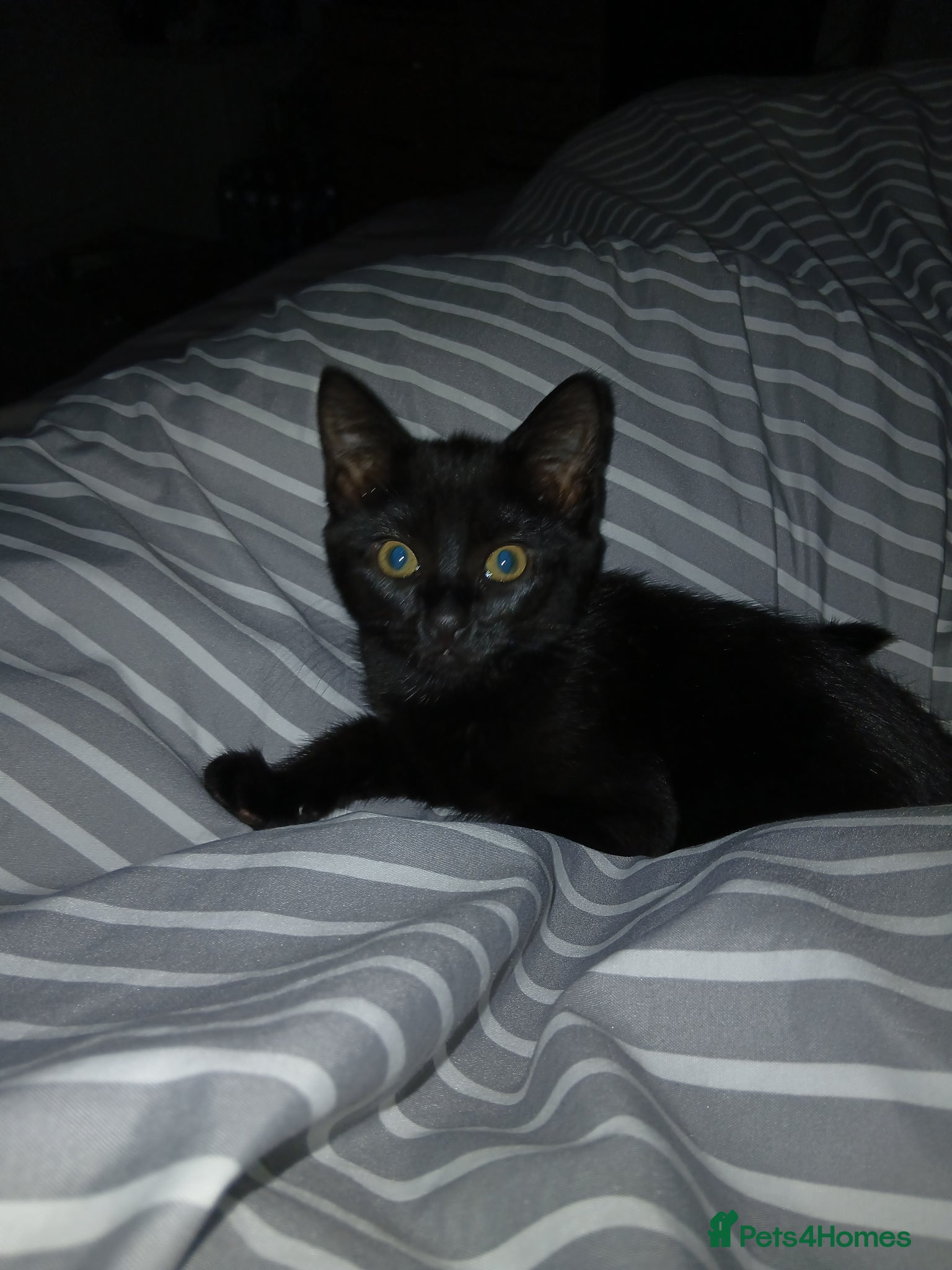 Mixed Breed cats Beautiful black girl kitten - Advert 1