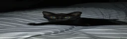 Mixed Breed cats for sale: Beautiful black girl kitten - Advert 1