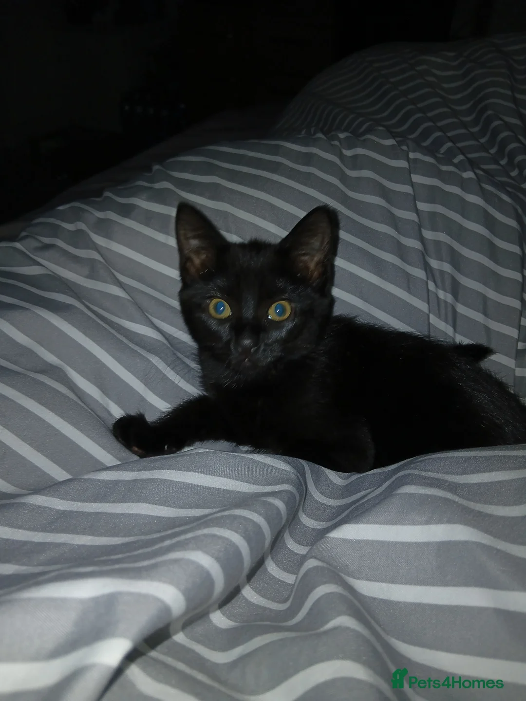 Mixed Breed cats for sale: Beautiful black girl kitten - Advert 1