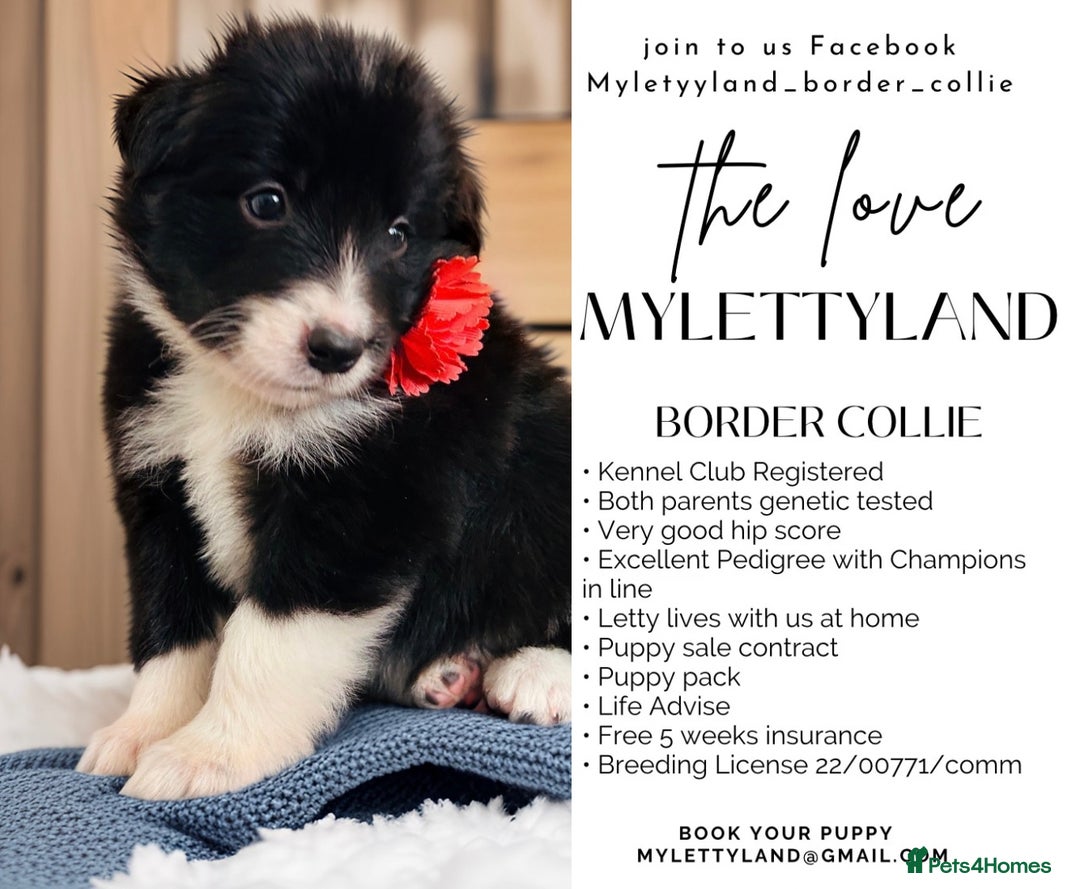 Border Collie dogs for sale: ❗️5⭐️ KC DNA tested champions LAST❗️border collie  - Advert 2