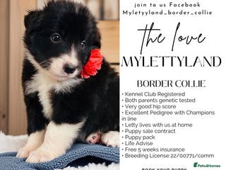 Border Collie dogs 5⭐️ KC DNA tested champions border collie - Advert 4