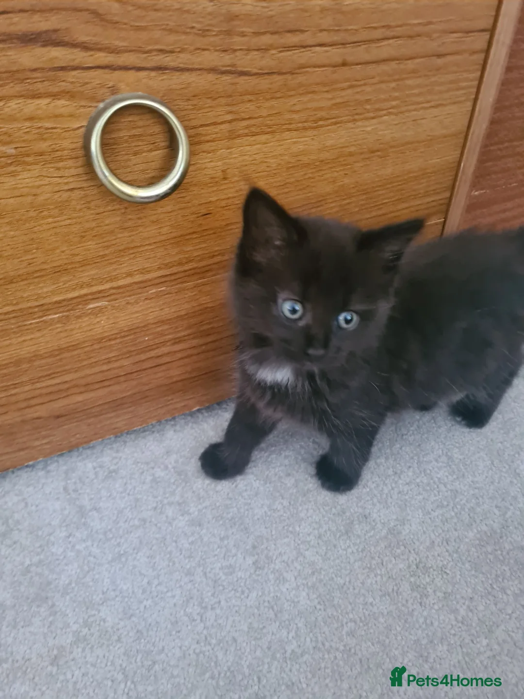Mixed Breed cats for sale: Ready now! - Advert 3