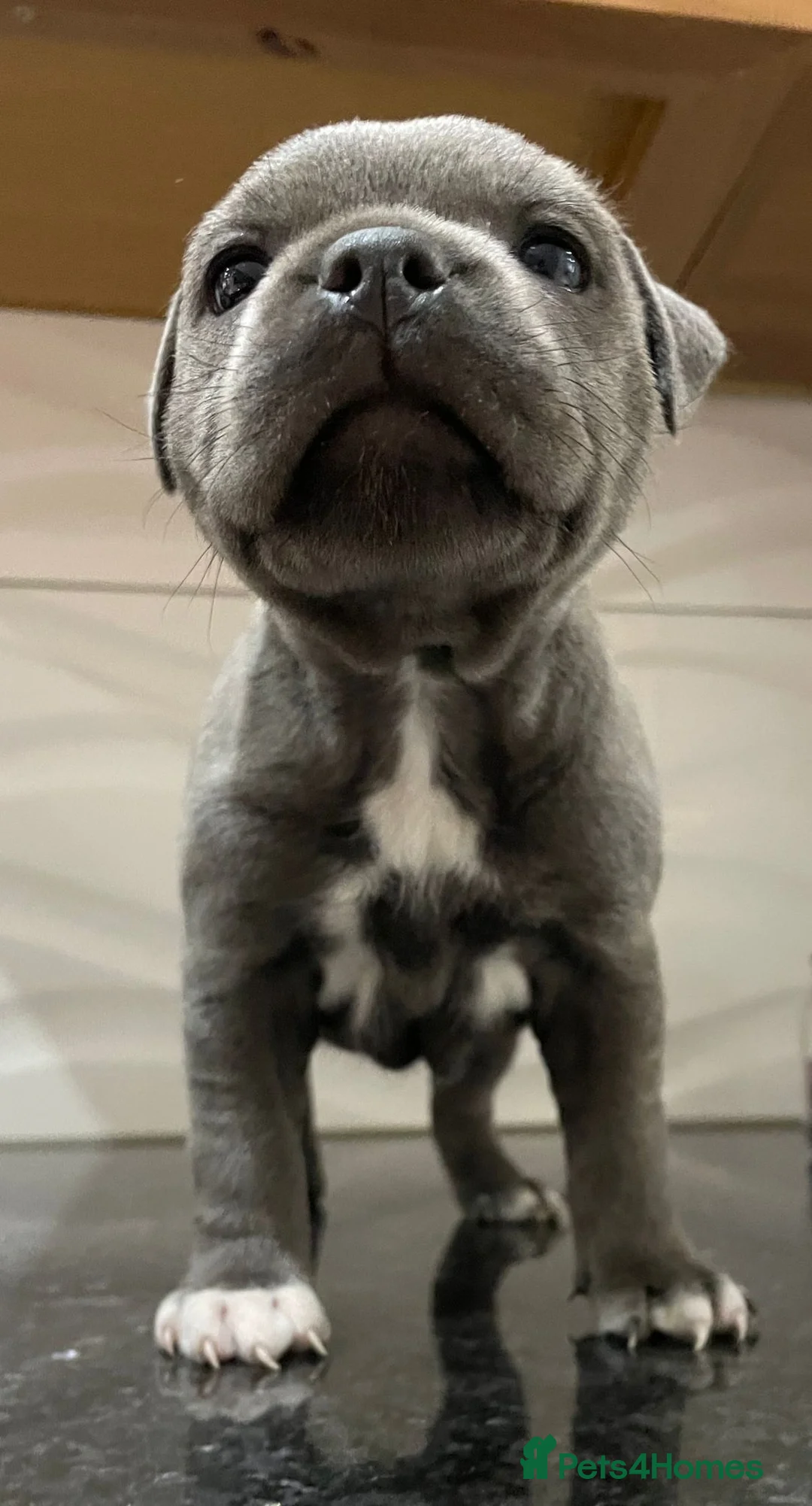 Staffordshire Bull Terrier dogs for stud: Grand Champion Sired - Multi Champion Bloodlines S in Basingstoke - Advert 7