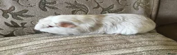 Guinea Pig rodents for sale: Selection of adult females and male - Advert 5
