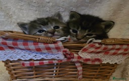 Mixed Breed cats for sale: The Fab Four - Advert 23