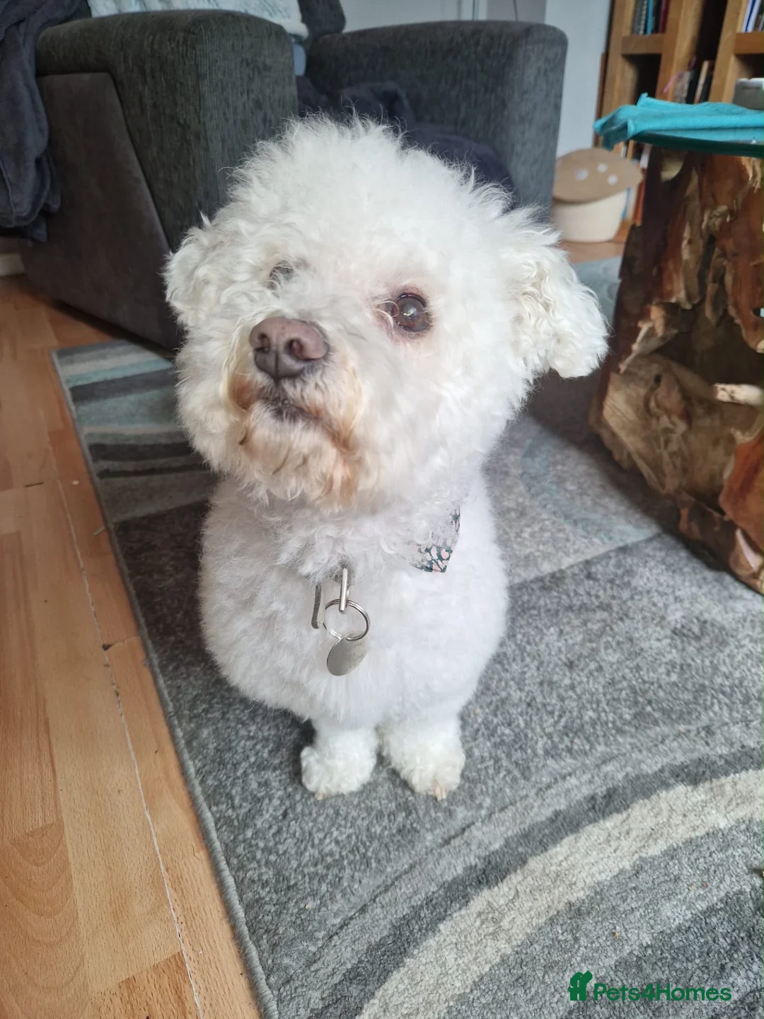 Mixed Breed dogs for adoption: 💙🐶 BARNEY – A LITTLE GENTLEMAN LOOKING FOR  in Birmingham - Advert 2