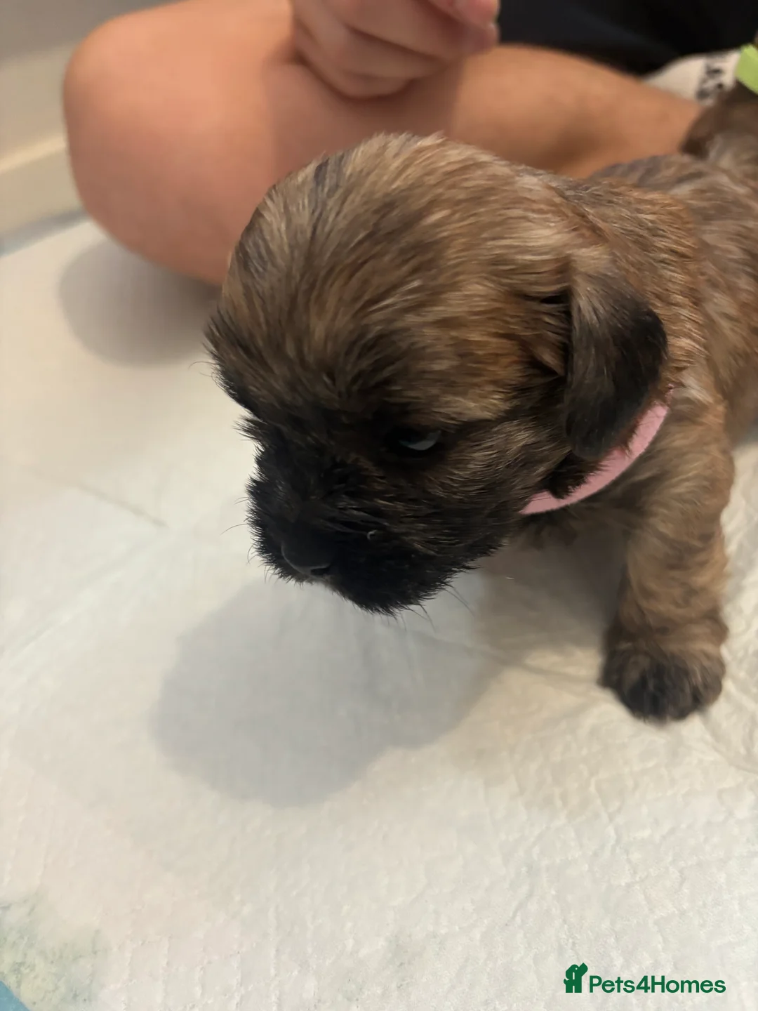 Mixed Breed dogs for sale: 6 gorgeous Shorkie Puppies  in Rushden - Advert 2