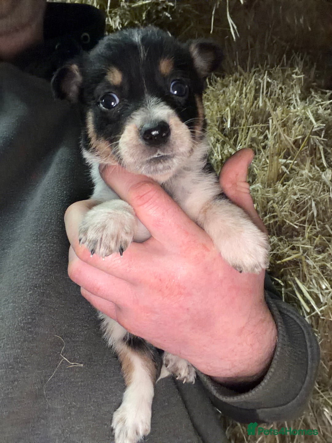 Mixed Breed dogs for sale: kelpie/blue heelers - Advert 21