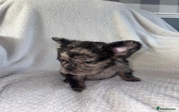 French Bulldog dogs for sale: Fluffy french bulldog puppies - Image 15